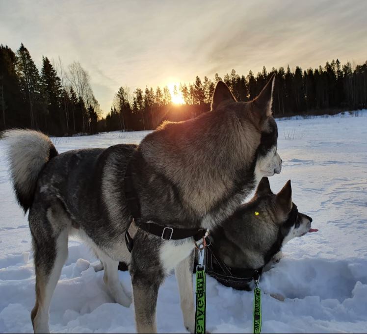 Hundkoppel "Hundförar-kopplet"