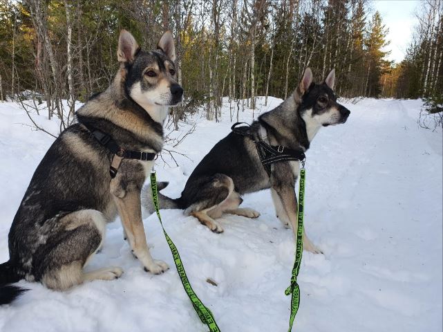 Hundkoppel "Hundförar-kopplet"